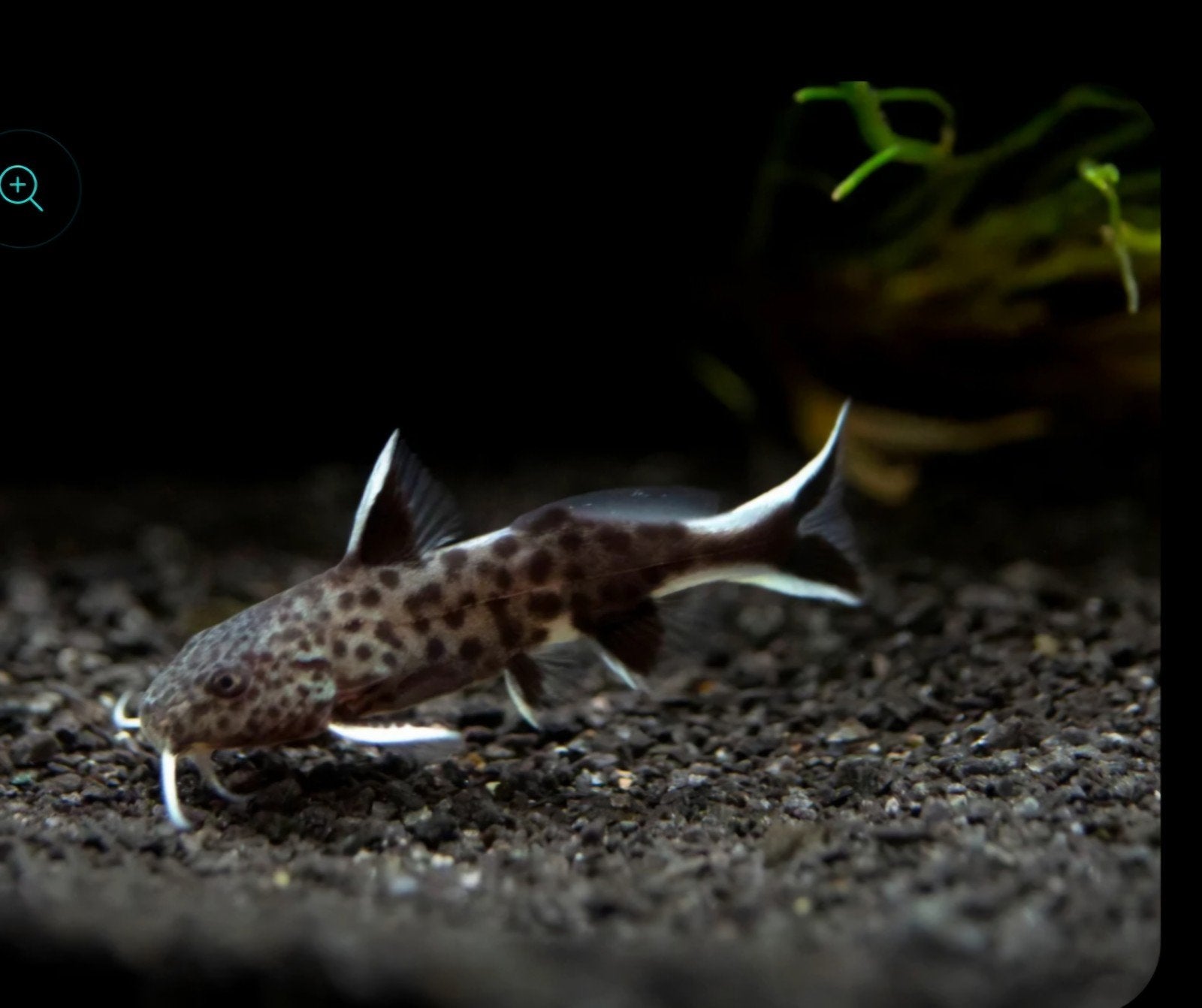 Synodontis petricola