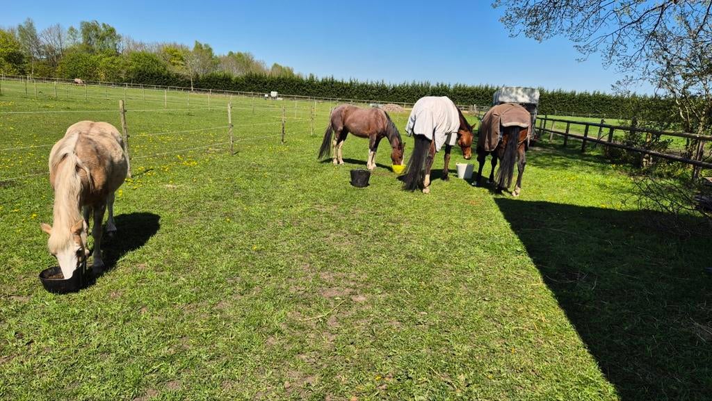 Nog een plek vrij op onze geweldige paddock paradise Wenum, Dieren en Toebehoren, Weidegang, 1 paard of pony