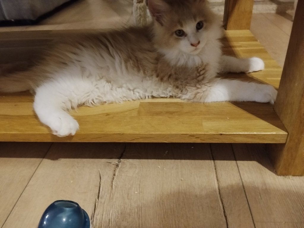 Russische Maine Coon kittens Met stamboom, Meerdere dieren, Met stamboom, 0 tot 2 jaar