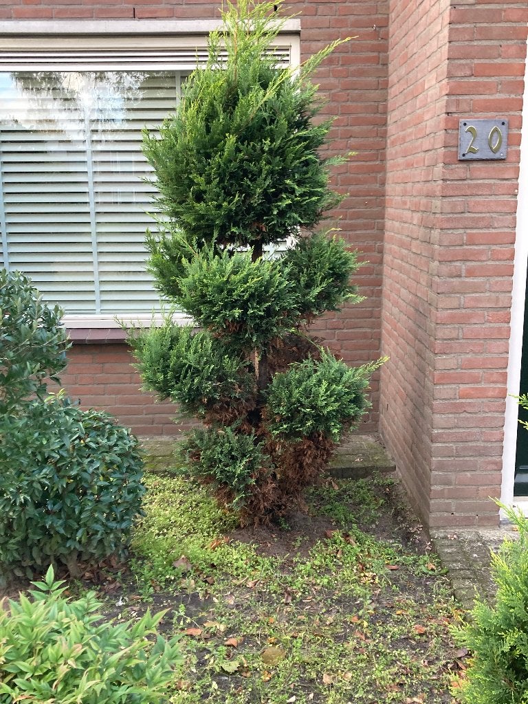 Gratis sier boom, Bloeit niet, Halfschaduw, 100 tot 250 cm, Overige soorten