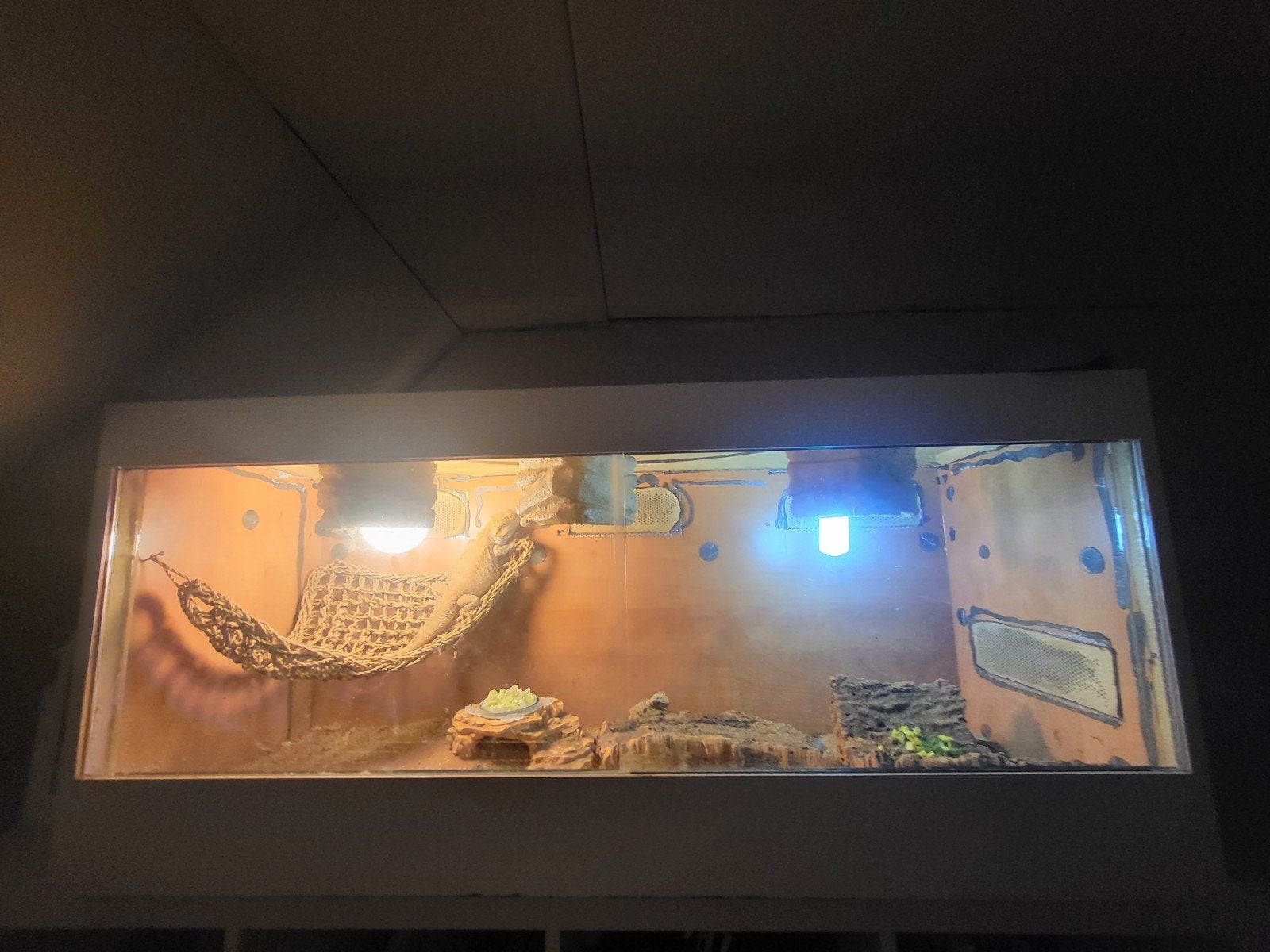 Baardagaam mannetje Bearded Dragon photo 3