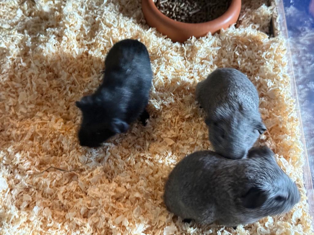 4 cavia s v show kwaliteit, Dieren en Toebehoren, Knaagdieren, Cavia, Mei, Meerdere dieren, Tam