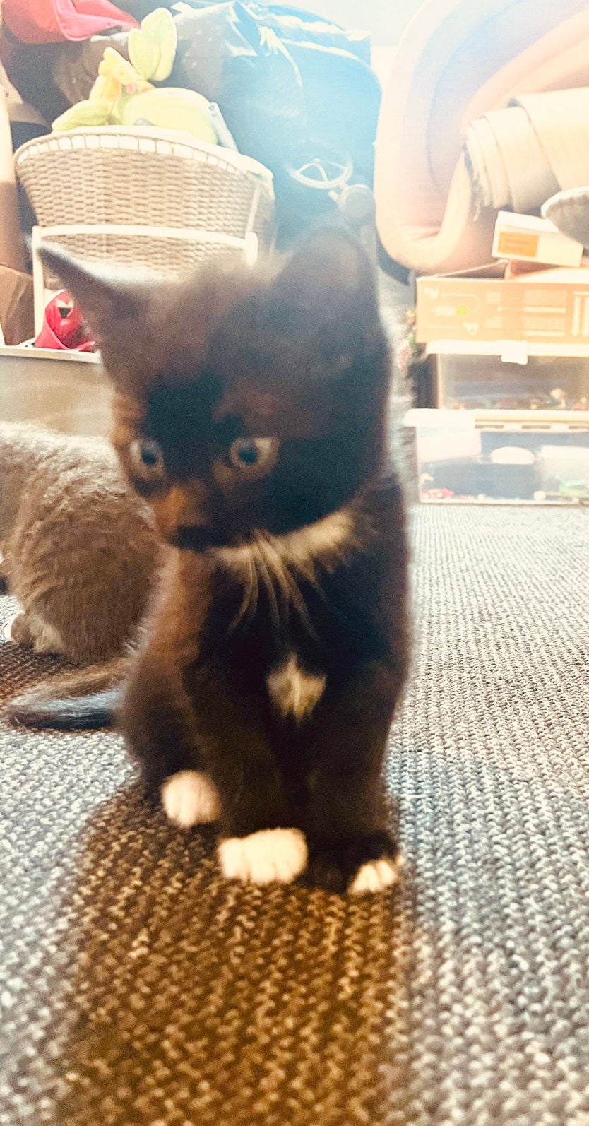 Kittens, Kater, Ontwormd, 0 tot 2 jaar