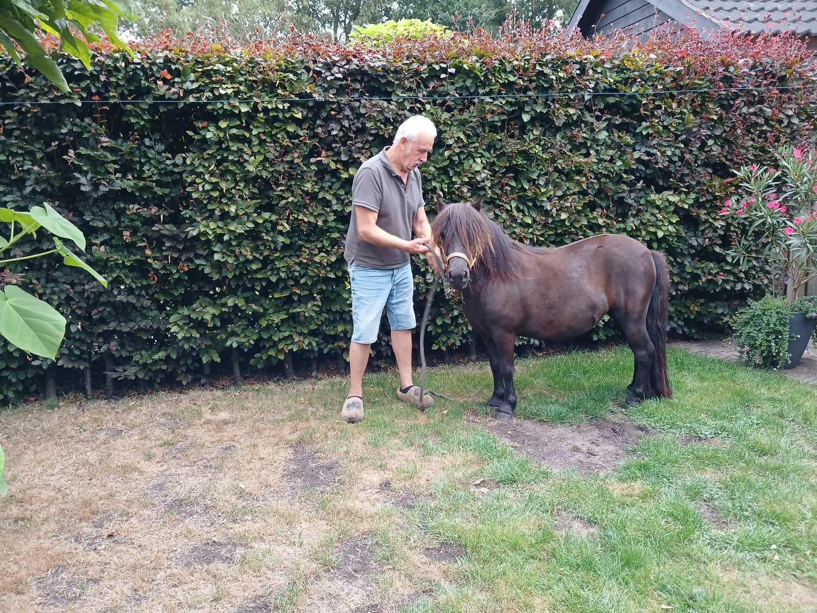 Te koop pony’s, Meerdere dieren