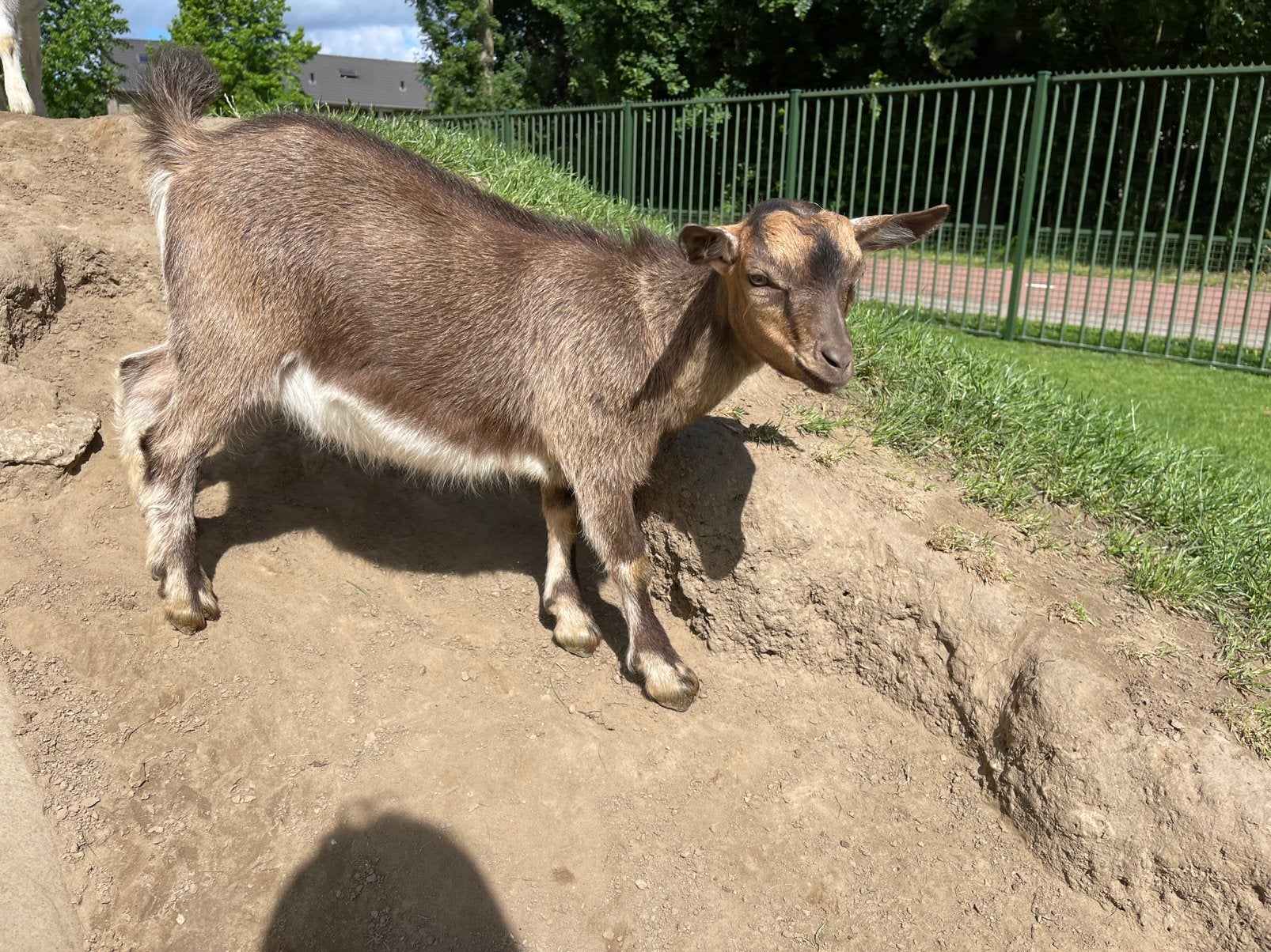 Dekbok dwergbok, Dieren en Toebehoren, Schapen, Geiten en Varkens, Mannelijk, Geit