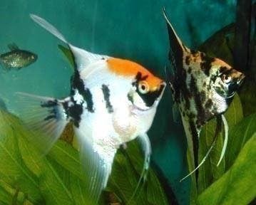 Prachtige maanvissen, 25 soorten, diverse maten, maanvis, Dieren en Toebehoren, Vis
