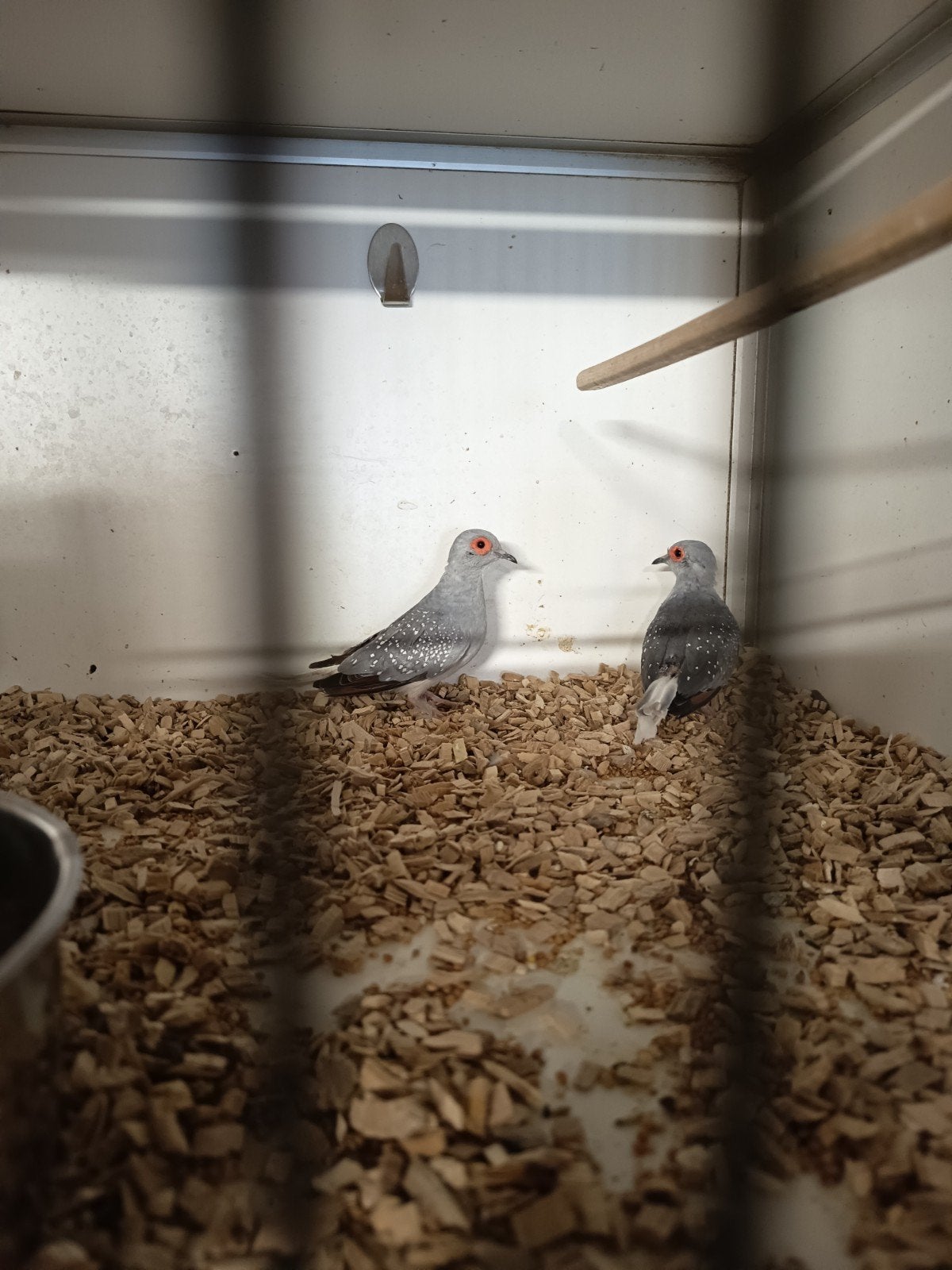 4   diamant duifjes samen € 10.00 vaste prijs, Meerdere dieren
