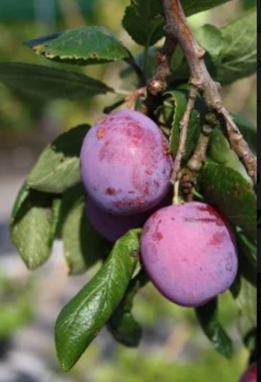 Gezocht: Pruimenboom Gezocht, Ophalen, Pruimenboom, Lente