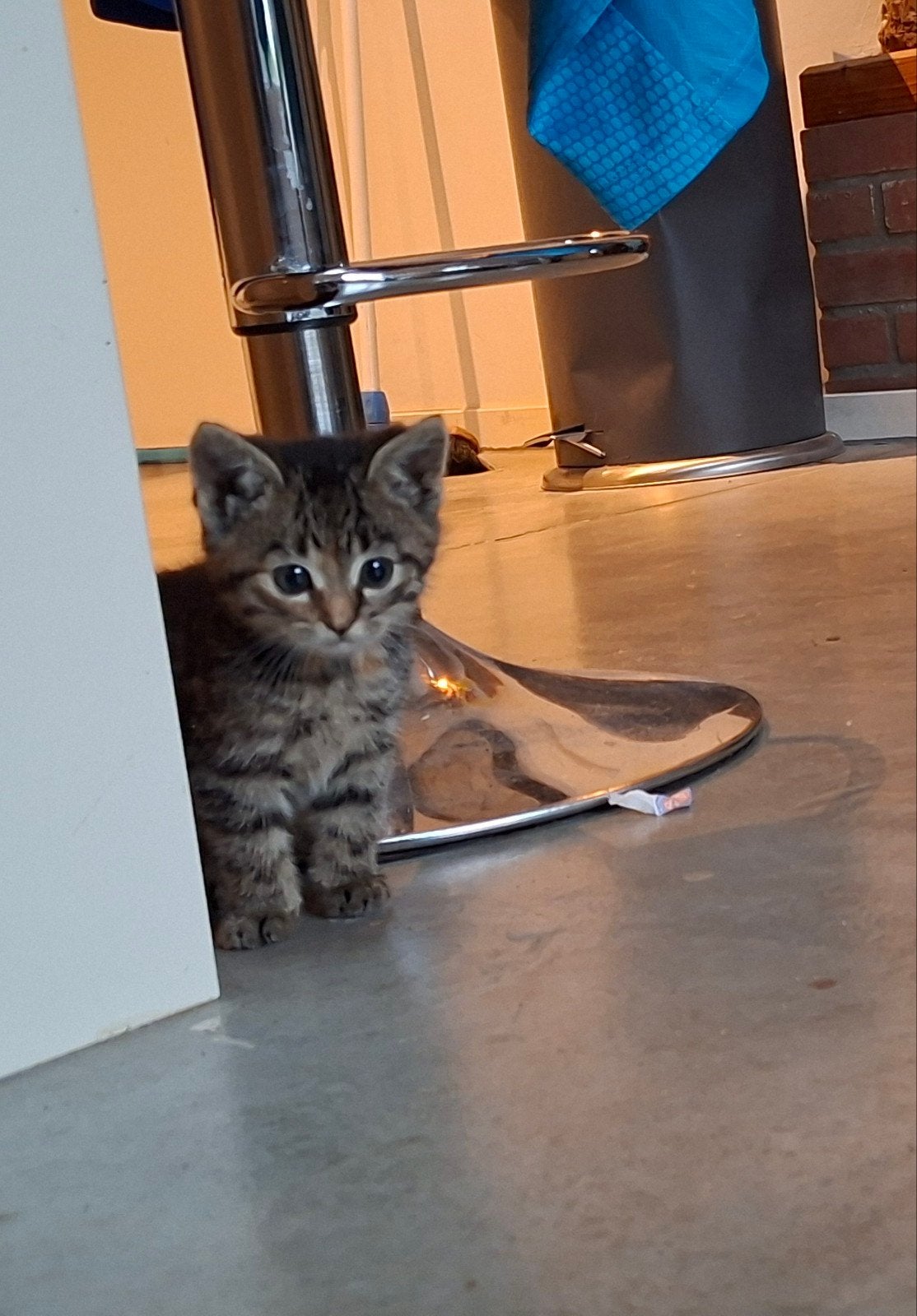 kitten zoekt gouden mandje, Dieren en Toebehoren, Meerdere dieren, 0 tot 2 jaar