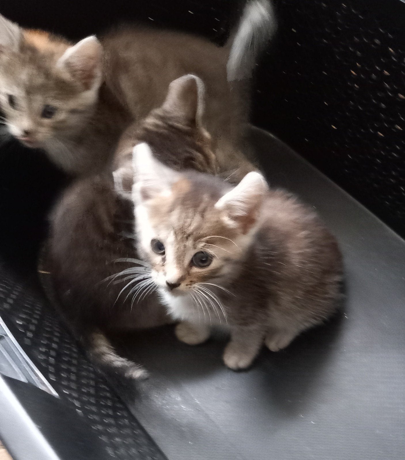 Jonge lieve poesjes te koop, Poes, Kortharig, 0 tot 2 jaar