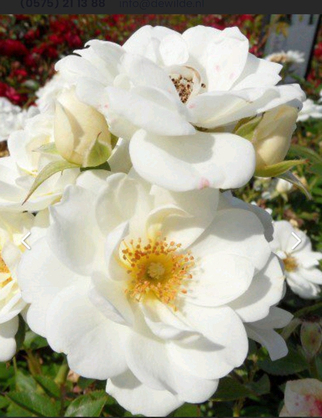 Volwassen Witte Roos - Prachtige Tuinplant, Volle zon, Vaste plant, Zomer, Ophalen