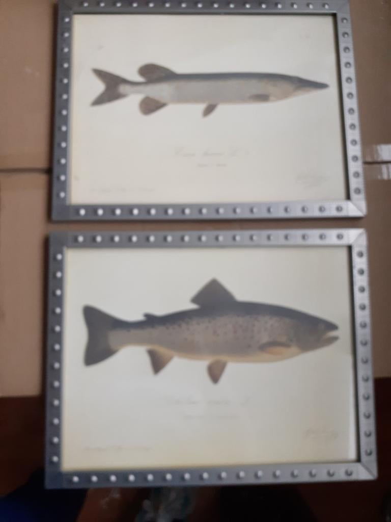 Vissen schilderijen, Ophalen of Verzenden, Hout, Minder dan 50 cm, Minder dan 50 cm