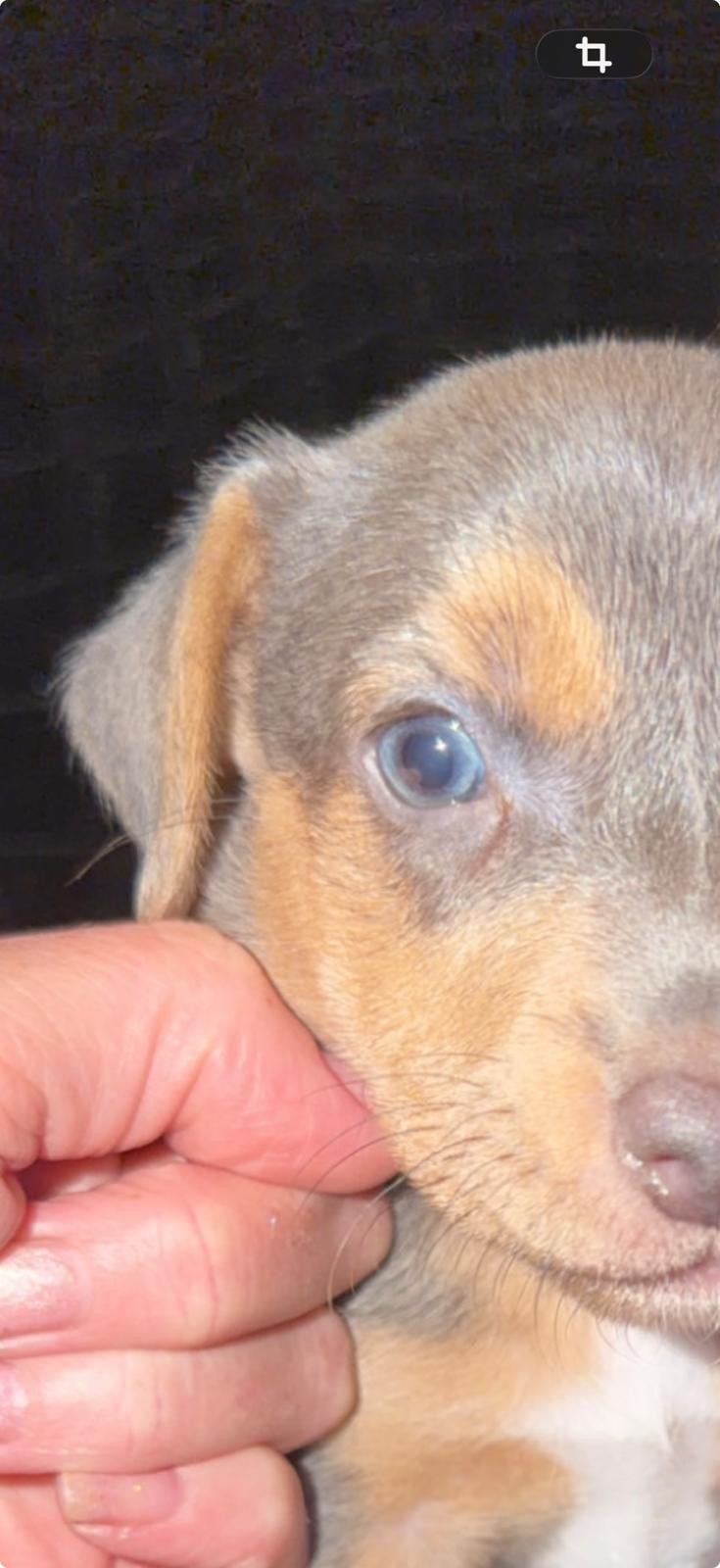 Blue and Tan jack russel pups, Jack Russell Terriër, Reu, 8 tot 15 weken, Meerdere