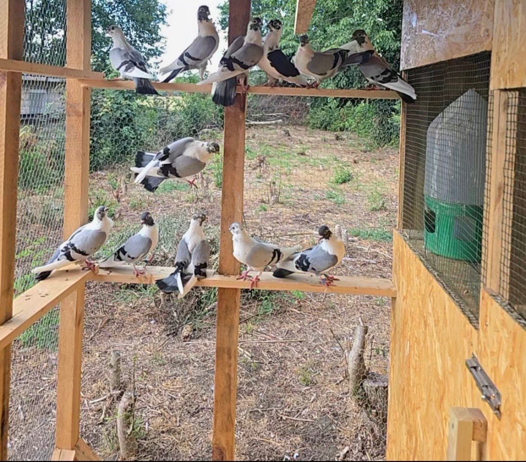 Duiven Sharca Hoogvliegers, Dieren en Toebehoren, Vogels | Duiven