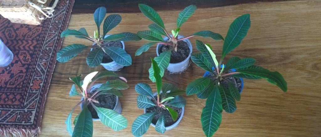 Madagascar Jewel stekjes, Ophalen, Overige soorten, Halfschaduw, In pot