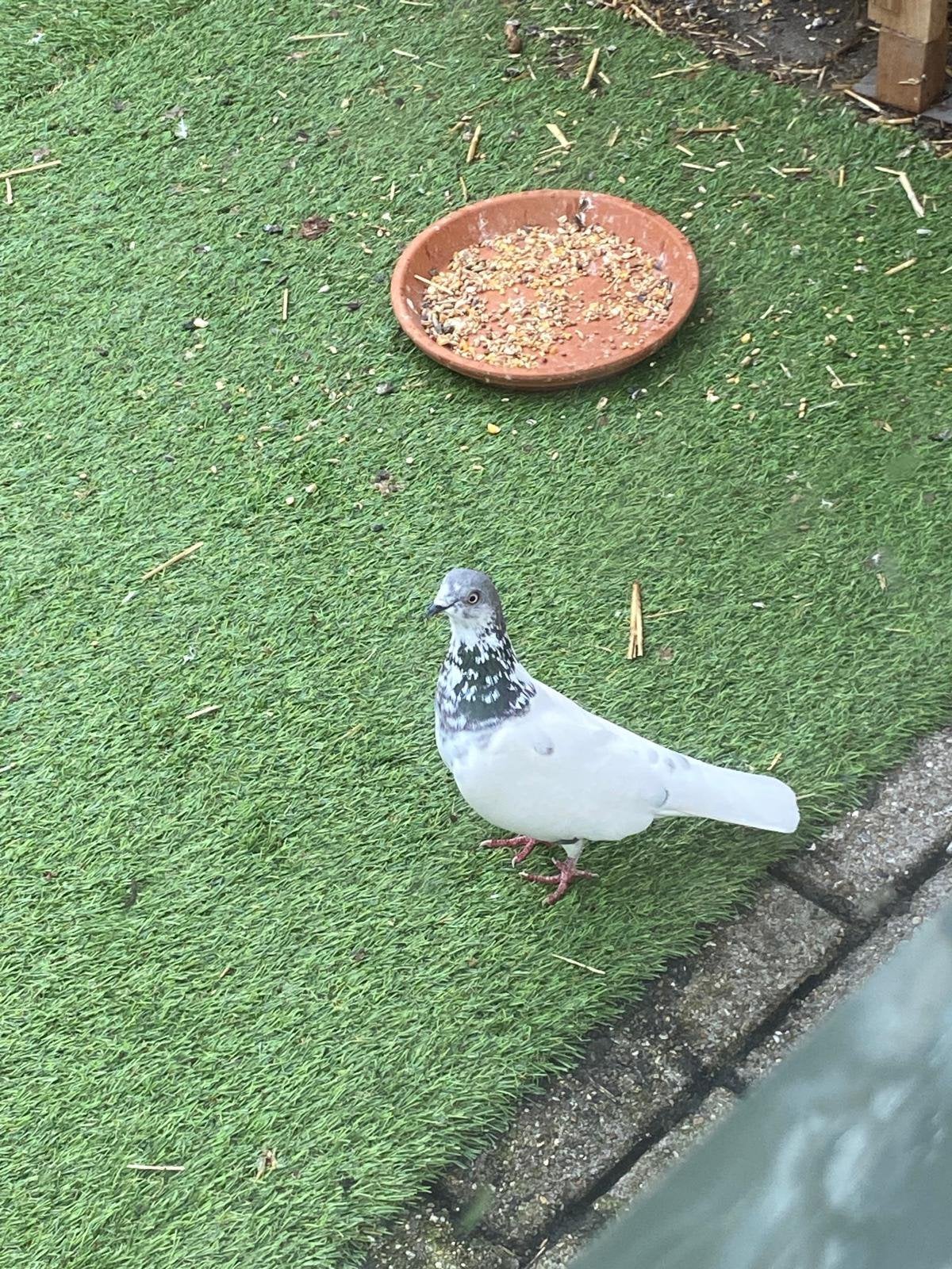 Te koop: een vrouwtje., Dieren en Toebehoren, Vogels | Duiven, Vrouwelijk, Postduif