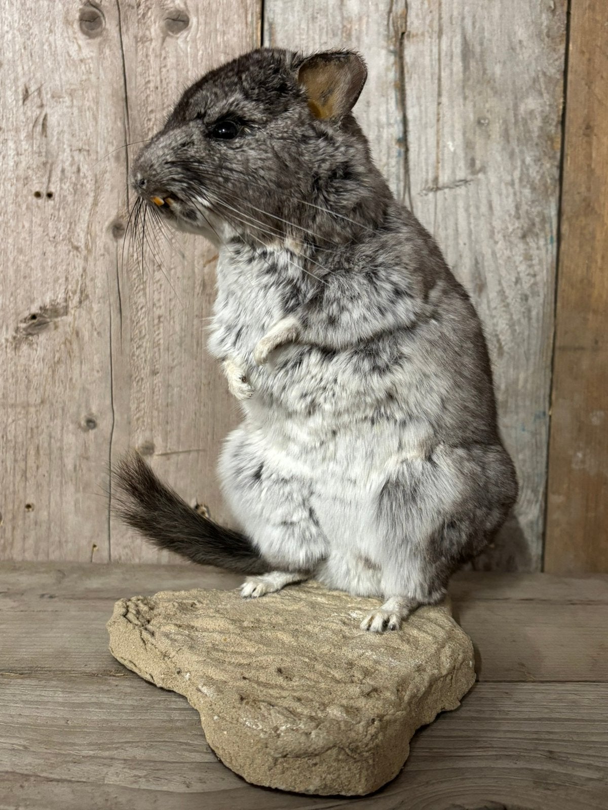 Mooi geprepareerde Chinchilla, Ophalen of Verzenden, Zo goed als nieuw, Overige soorten, Opgezet dier
