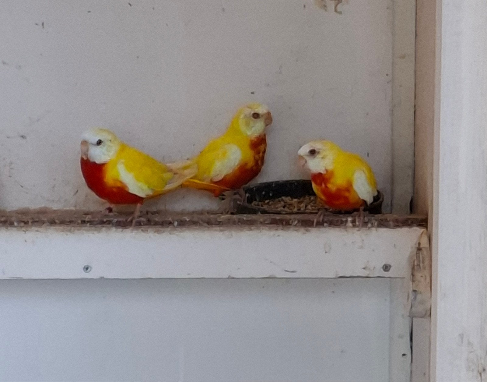 lutino roodbuik splendid, Dieren en Toebehoren, Meerdere dieren, Parkiet, Geringd