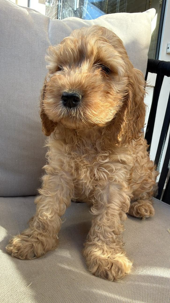 Huiskamer nest Cockapoo puppys zeer sociaal en mooi, Dieren en Toebehoren, CDV (hondenziekte), 8 tot 15 weken, Meerdere, Nederland