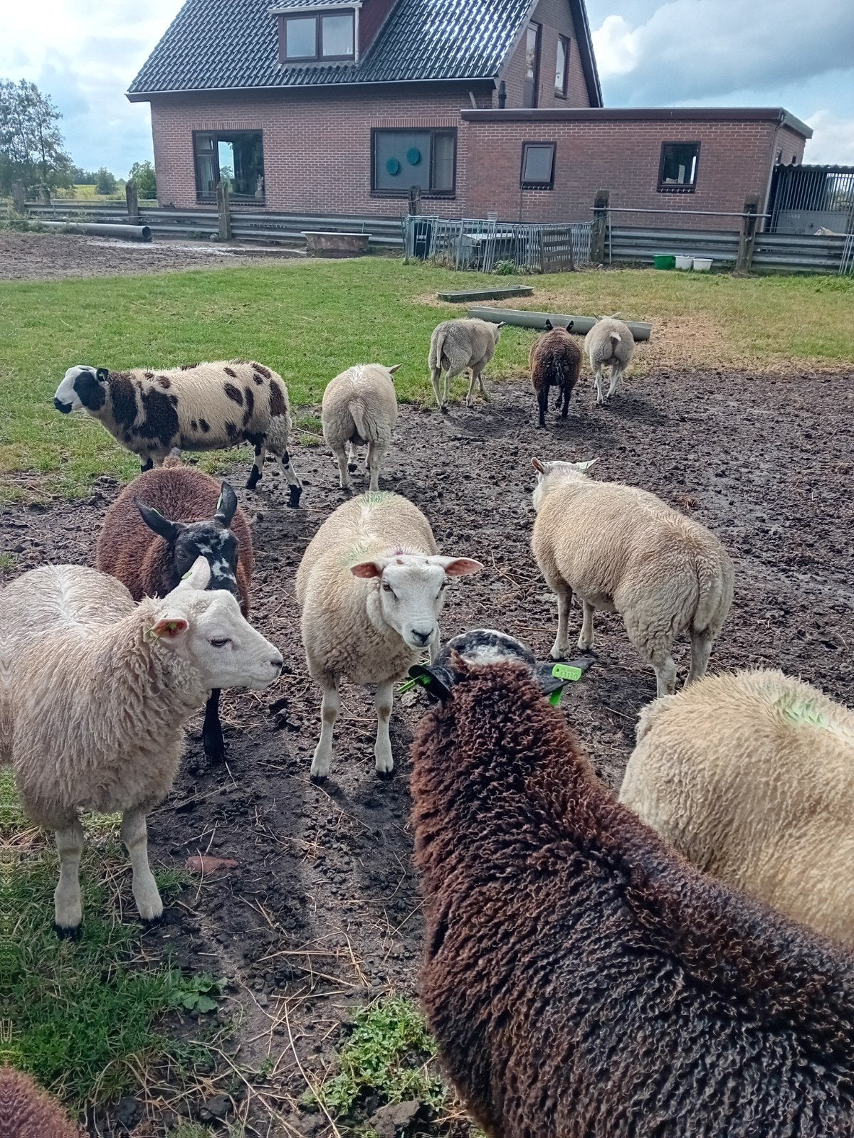 weide slacht rammen, Mannelijk, Schaap