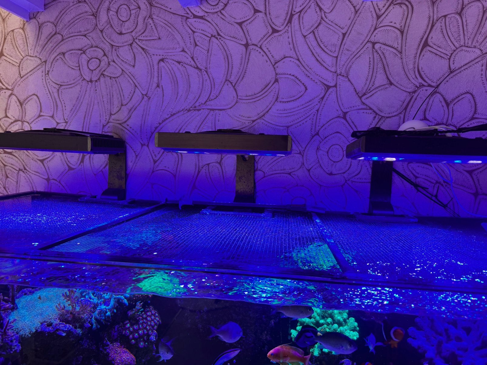 Zeeaquarium/zoutwater aquarium, Vis