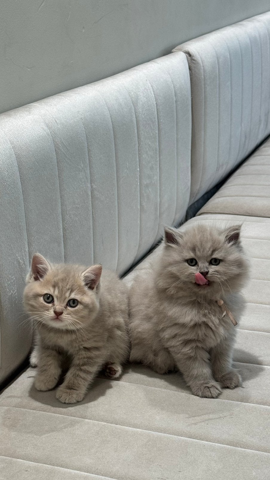 Britse korthaar/langhaar, Poes, Met stamboom, 0 tot 2 jaar