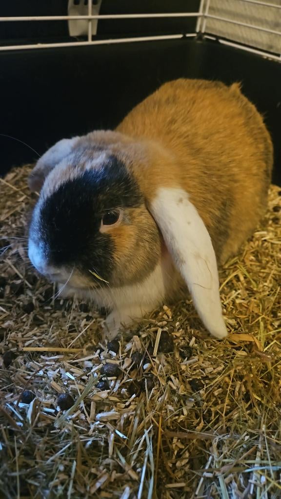 Babykonijntjes alleen nog rammetjes!, Dieren en Toebehoren, Meerdere dieren, Dwerg, Hangoor, 0 tot 2 jaar