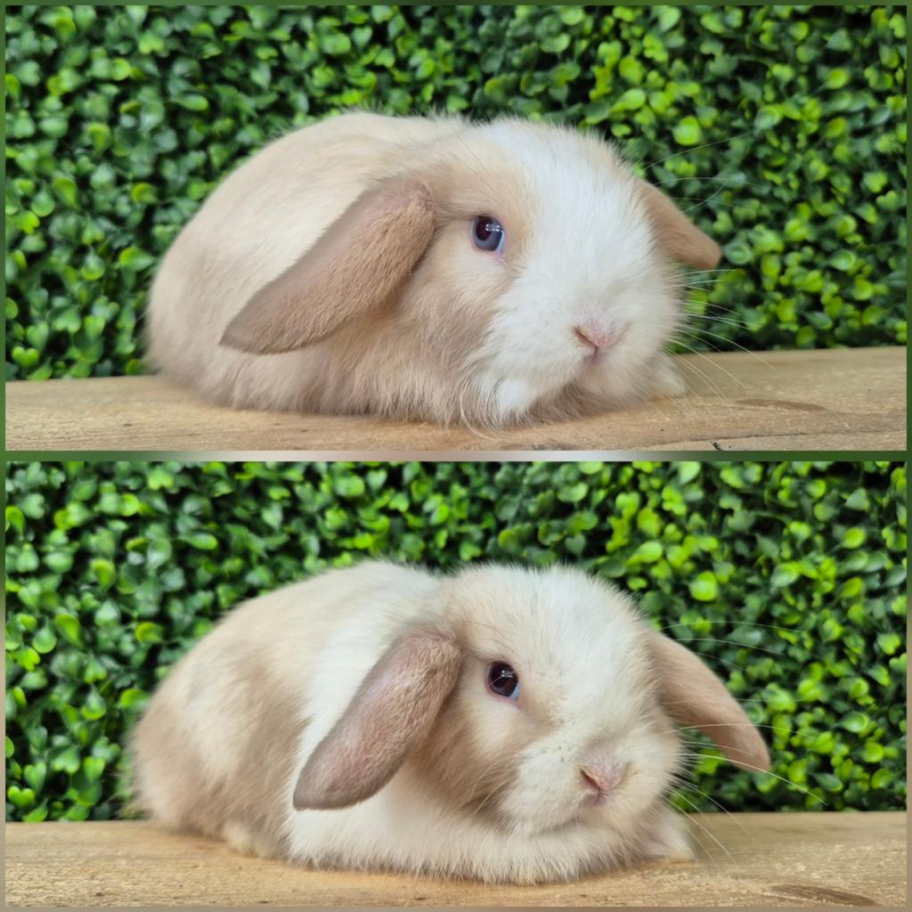 Minilop x Ned Hangoor Dwerg konijntjes, 2 rammetjes., Mannelijk, Dwerg, Hangoor, 0 tot 2 jaar