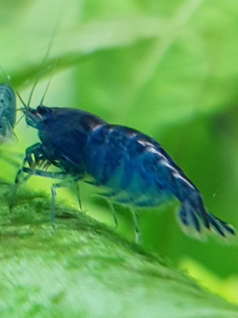 blauwe garnalen 1 a 1,5 cm, Dieren en Toebehoren, Kreeft, Krab of Garnaal, Zoetwatervis