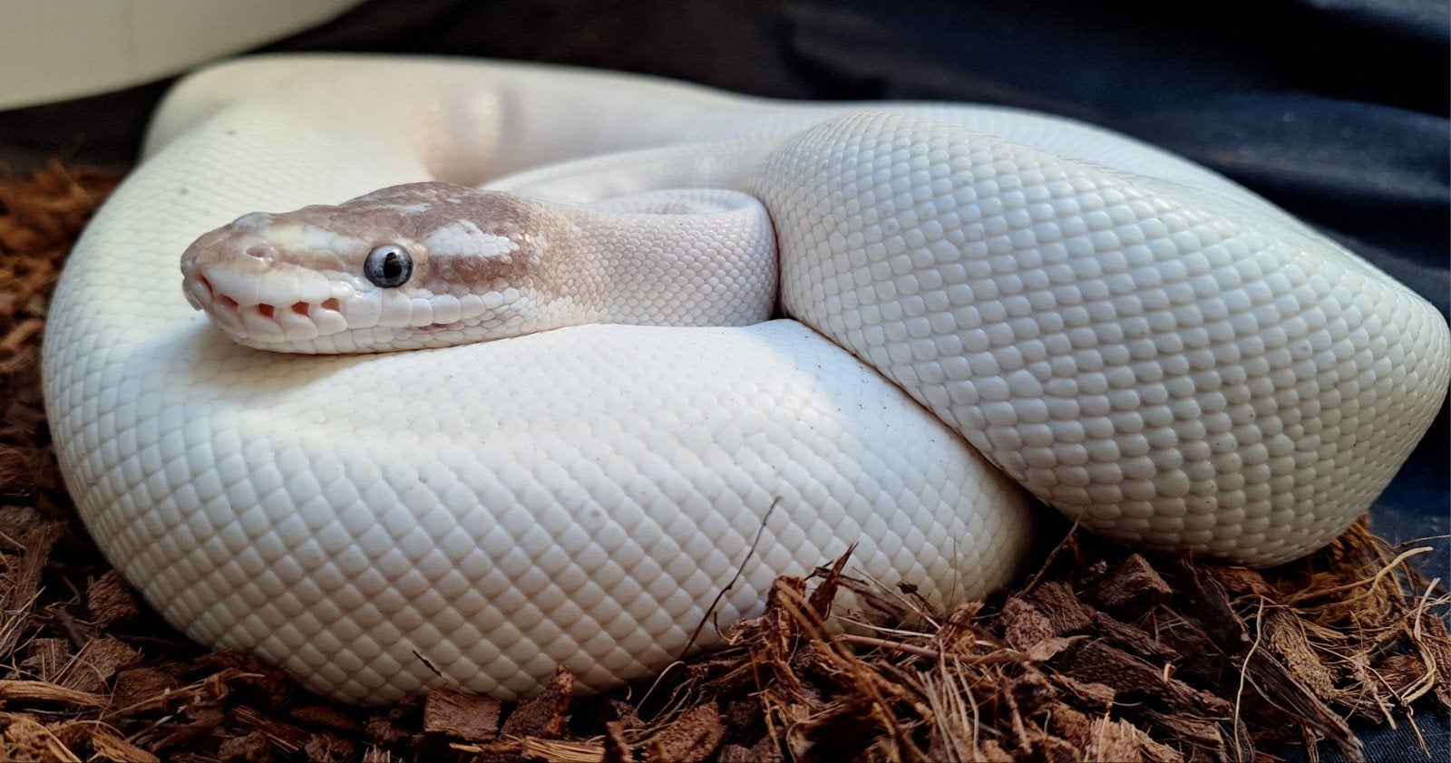 ball python vrouw Ball Python - male for sale from chantal
