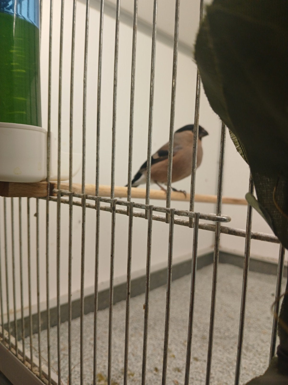 Wegens niet na komen afspraak Europese goudvink pop van 2025, Dieren en Toebehoren, Vogels | Overige Vogels, Vrouwelijk, Wildzangvogel
