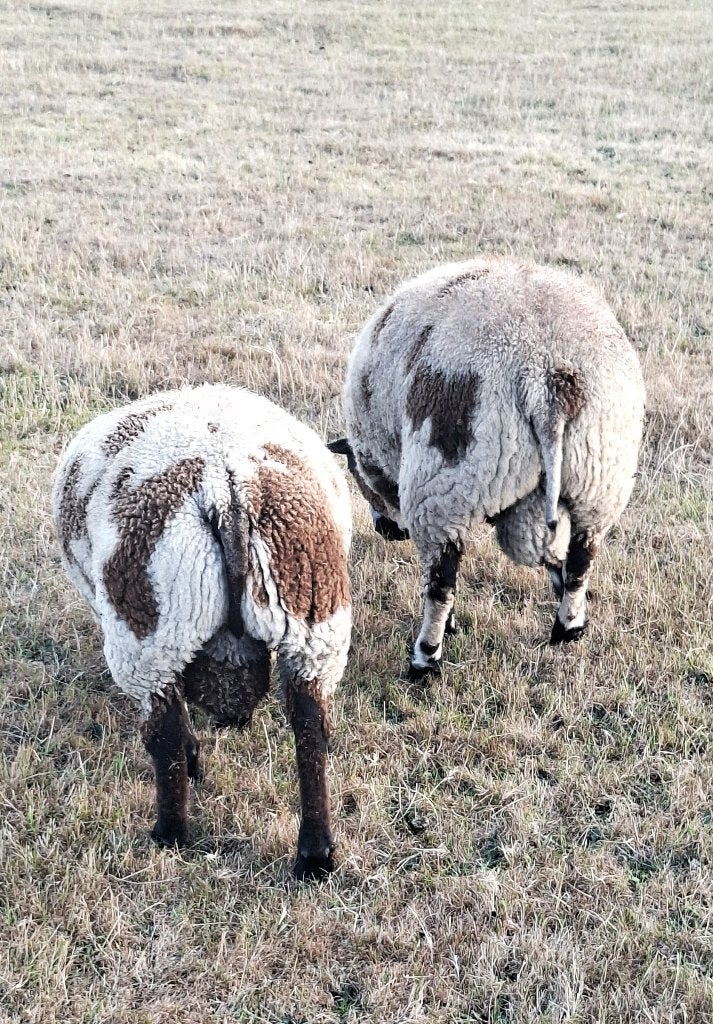 Bonte dekrammen, Mannelijk, Schaap, 0 tot 2 jaar