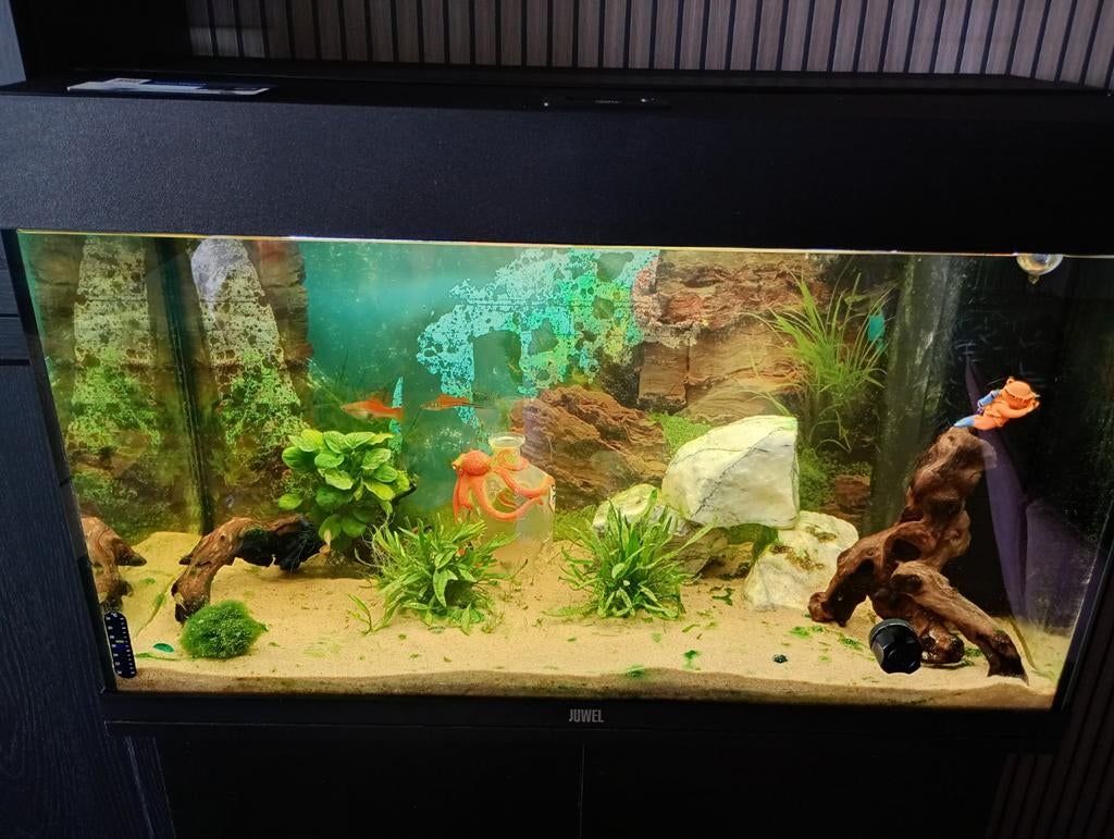 Juwel Rio 125 aquarium incl onderkast, vissen & garnalen, Ophalen, Gevuld zoetwateraquarium