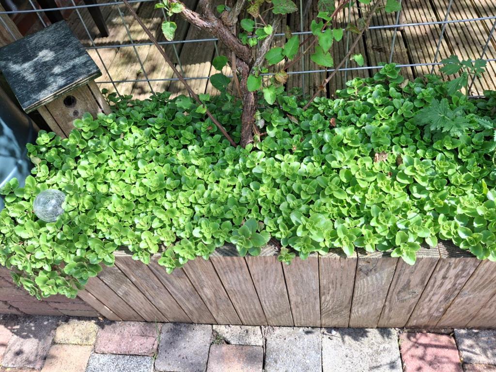 Sedum stekken, Ophalen, Bodembedekkers, Volle zon, Vaste plant