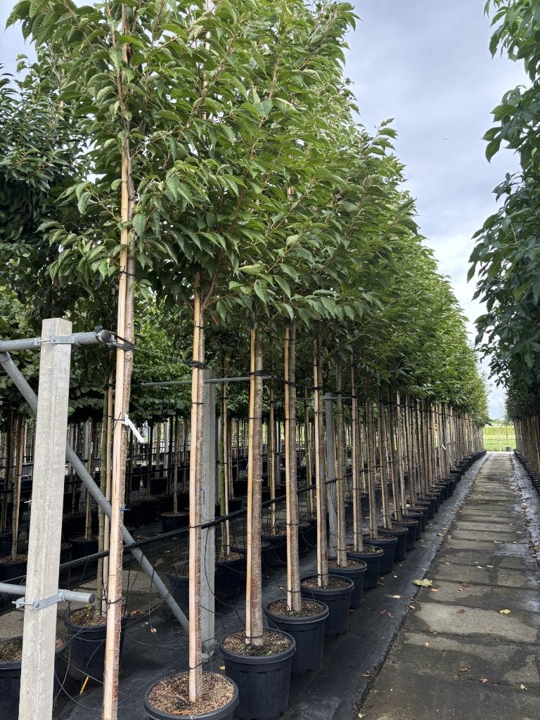 Prunus serrulata ‘Sunset Boulevard’ – Sierkers 16/18 cm, Tuin en Terras, In pot, Halfschaduw, Lente, Overige soorten