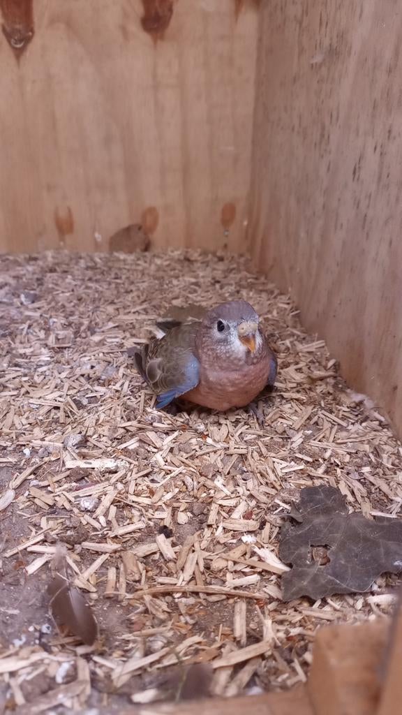 Jonge bourkes, Geslacht onbekend, Parkiet, Geringd