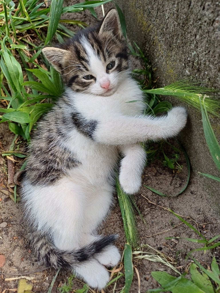 Kittens, Meerdere dieren, Ontwormd, 0 tot 2 jaar