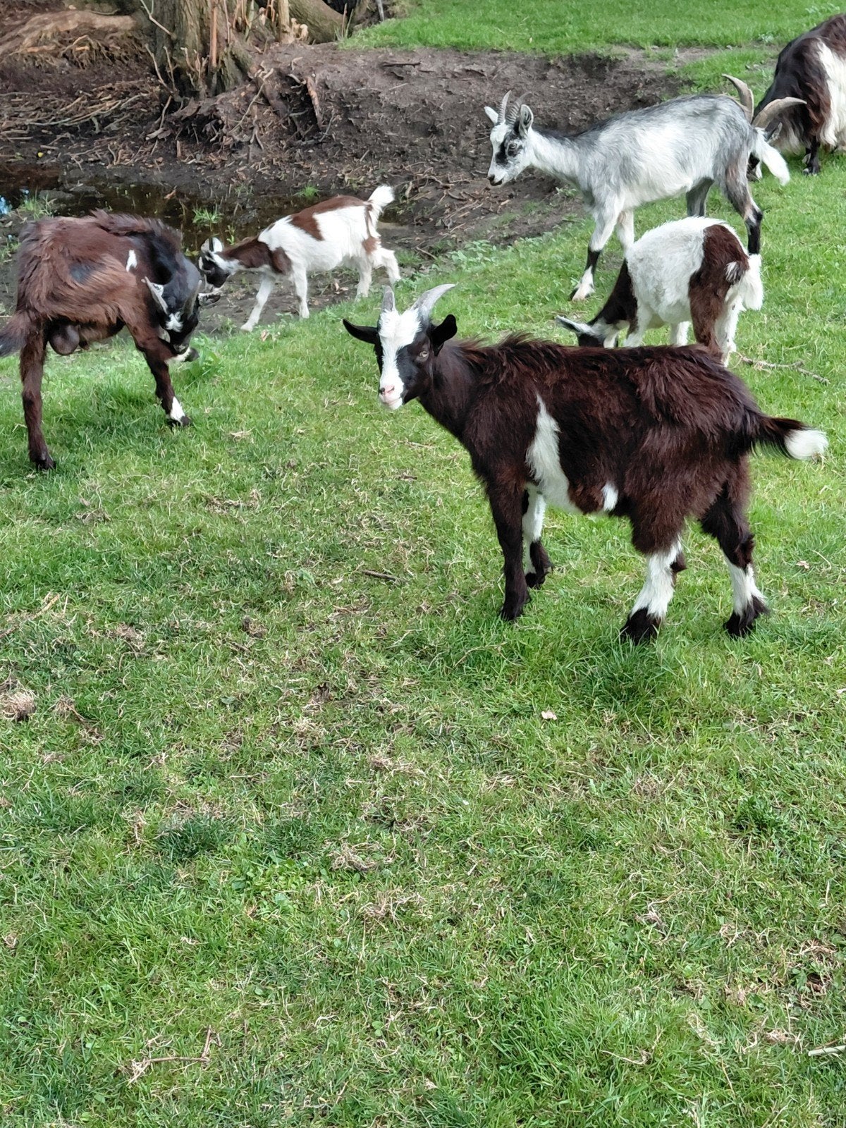 Te koop landgeit boklammeren, Dieren en Toebehoren, Mannelijk, Schaap