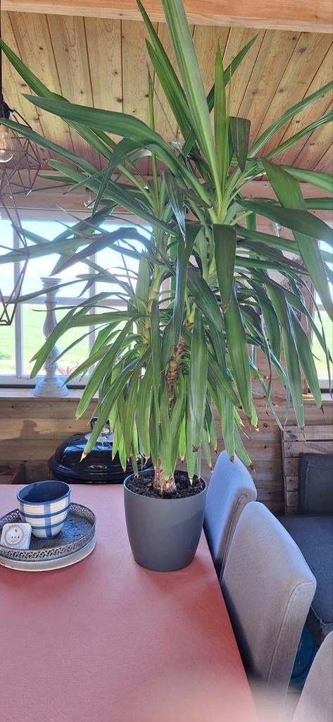 Prachtige grote Yucca 1.20 meter hoog, Ophalen, Halfschaduw, 200 cm of meer
