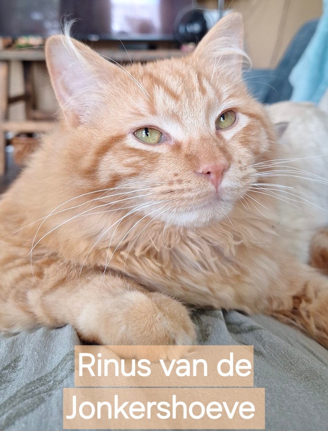 Ragdoll dekkater met stamboom, Dieren en Toebehoren, Kater, Met stamboom