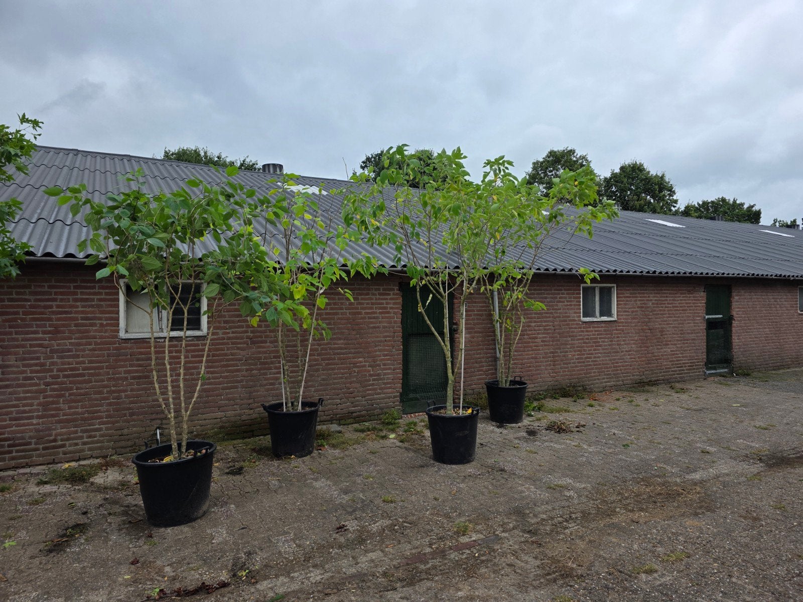 brousenetia meerstammige, Tuin en Terras, Ophalen of Verzenden, Overige soorten