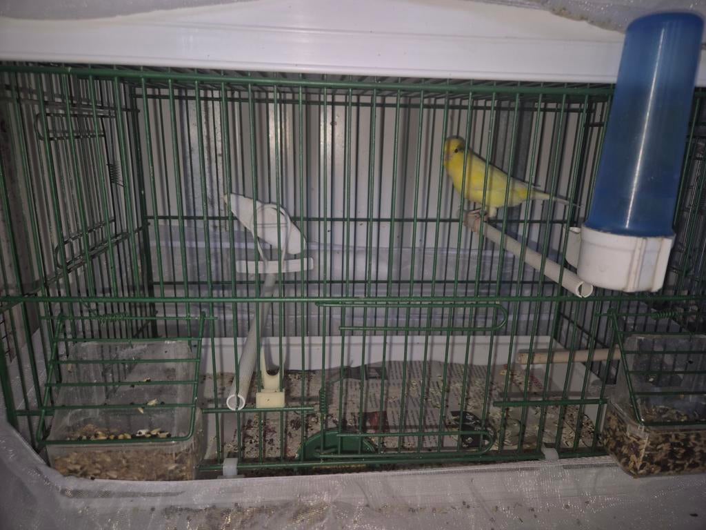 Timbrado  man, Dieren en Toebehoren, Mannelijk, Kleurkanarie
