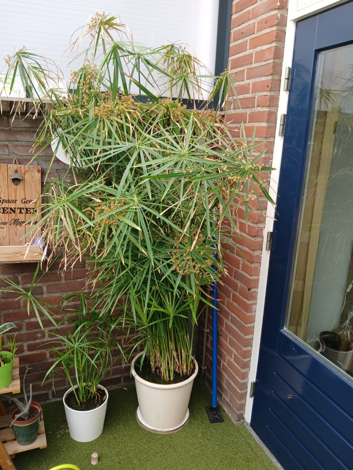 papyrus 180 - 200 cm, Tuin en Terras, Planten | Tuinplanten, Volle zon, Vaste plant, Zomer, Ophalen