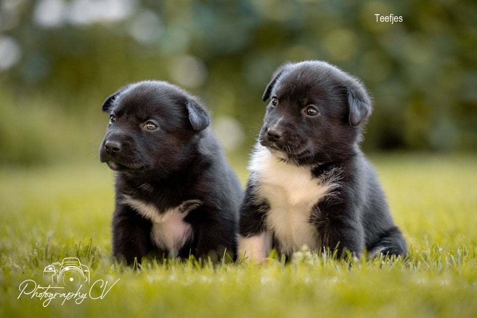 Huskador pupjes (Labrador x Husky), 8 tot 15 weken, Labrador retriever, Meerdere, Meerdere dieren