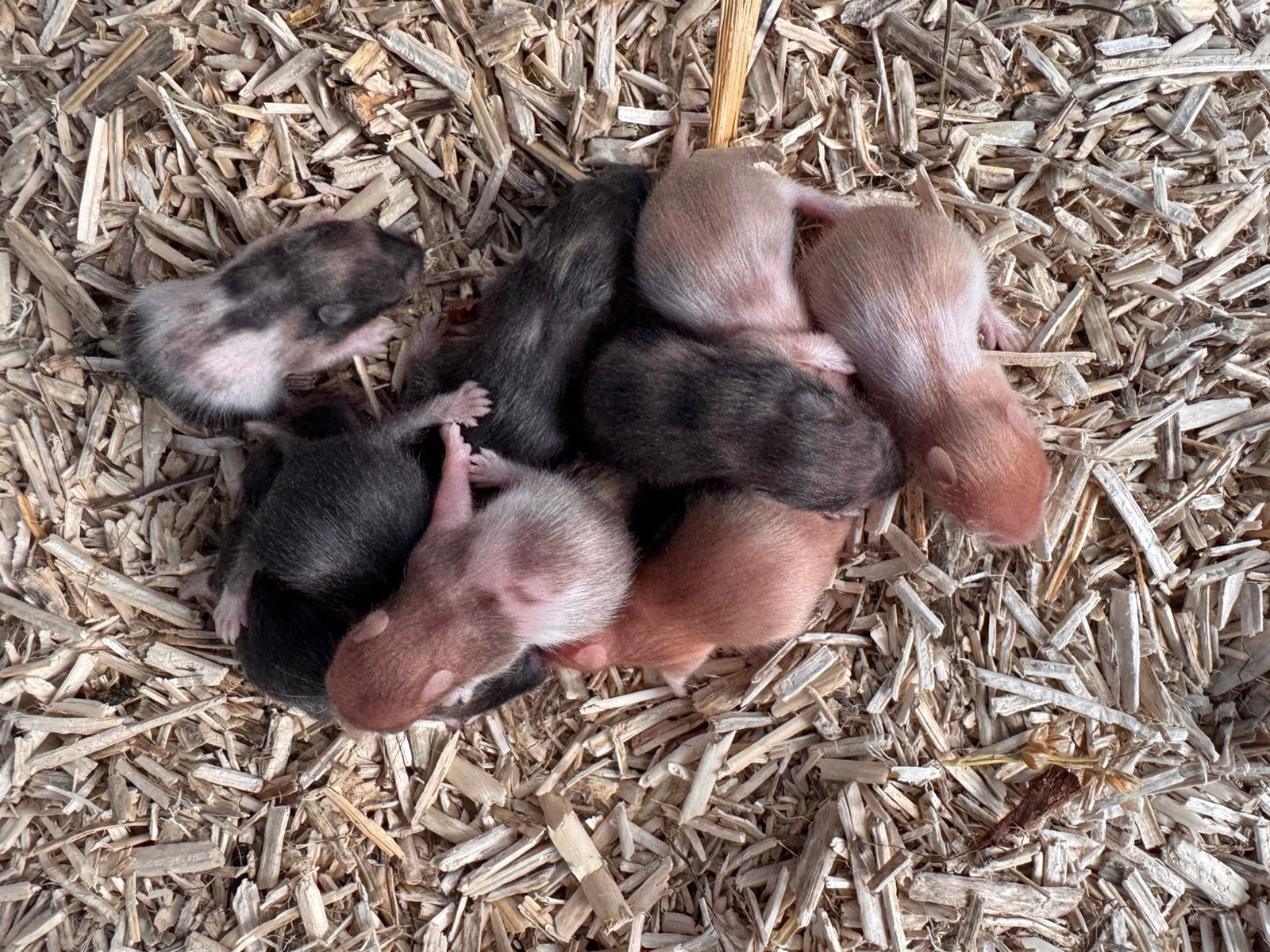 Syrische baby hamstertjes geboren 20/8 en 21/8, Hamster, Augustus, Meerdere dieren, Tam