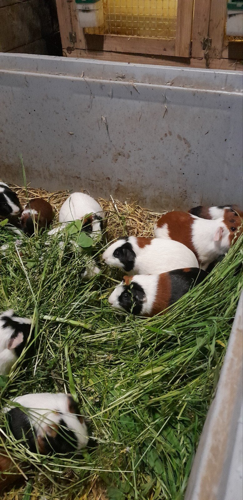 Driekleur cavia's, Dieren en Toebehoren, Knaagdieren, Maart, Meerdere dieren, Cavia