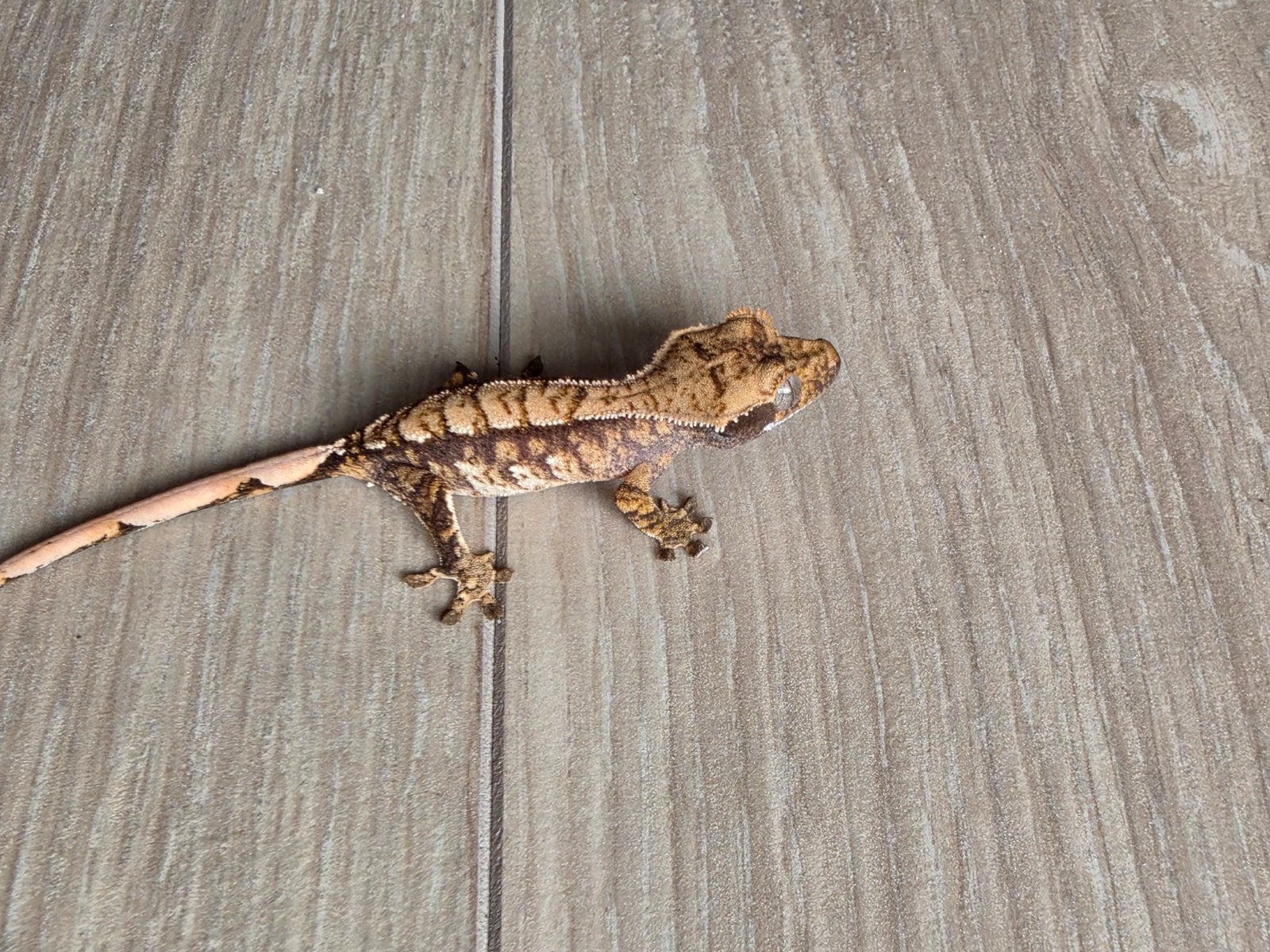 wimpergekko tricolor, Hagedis, 0 tot 2 jaar