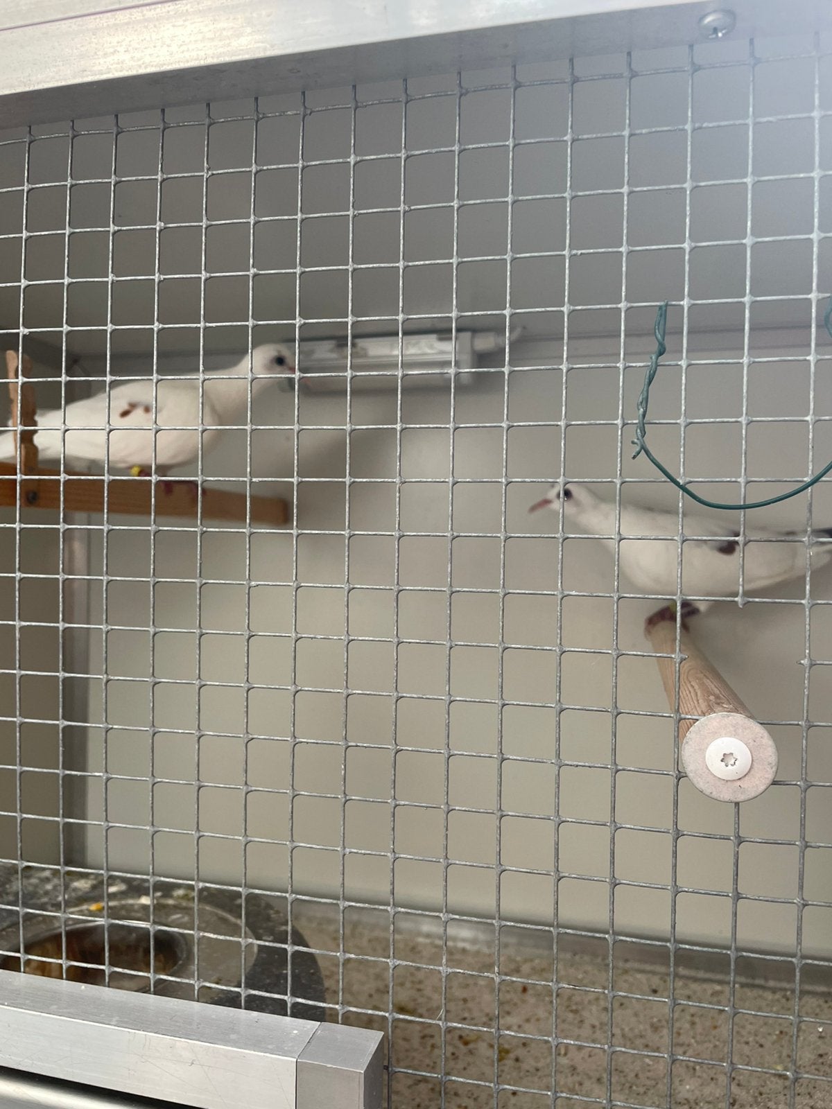 Senegalduiven., Dieren en Toebehoren, Vogels | Duiven, Meerdere dieren, Overige soorten