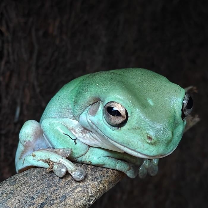 Litoria caerulea, Dieren en Toebehoren, Reptielen en Amfibieën, 0 tot 2 jaar