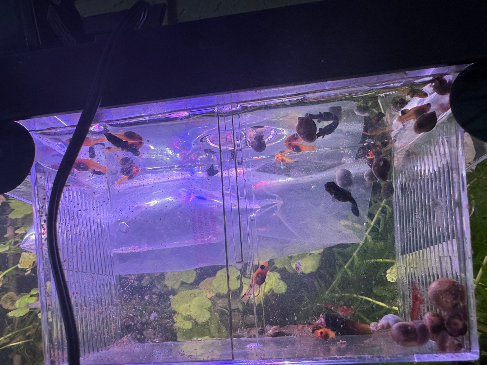 Mollys, Dieren en Toebehoren, Ophalen, Zo goed als nieuw, Plant(en), Steen of Hout